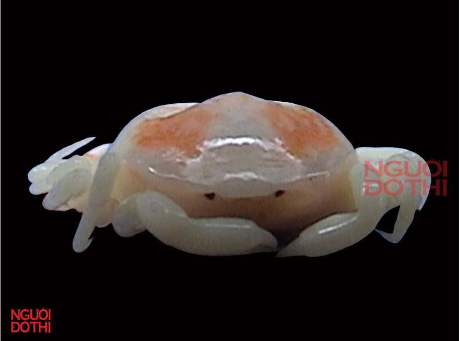 Cua đậu sò lông (Arcotheres excussus) sống trong thân của loài sò lông - Anadara kagoshimensis và có kích thước khoảng 12,4mm. Loài này mới được phát hiện ở ven biển Cần Giờ, Thành phố Hồ Chí Minh. (Ảnh: Người đô thị)