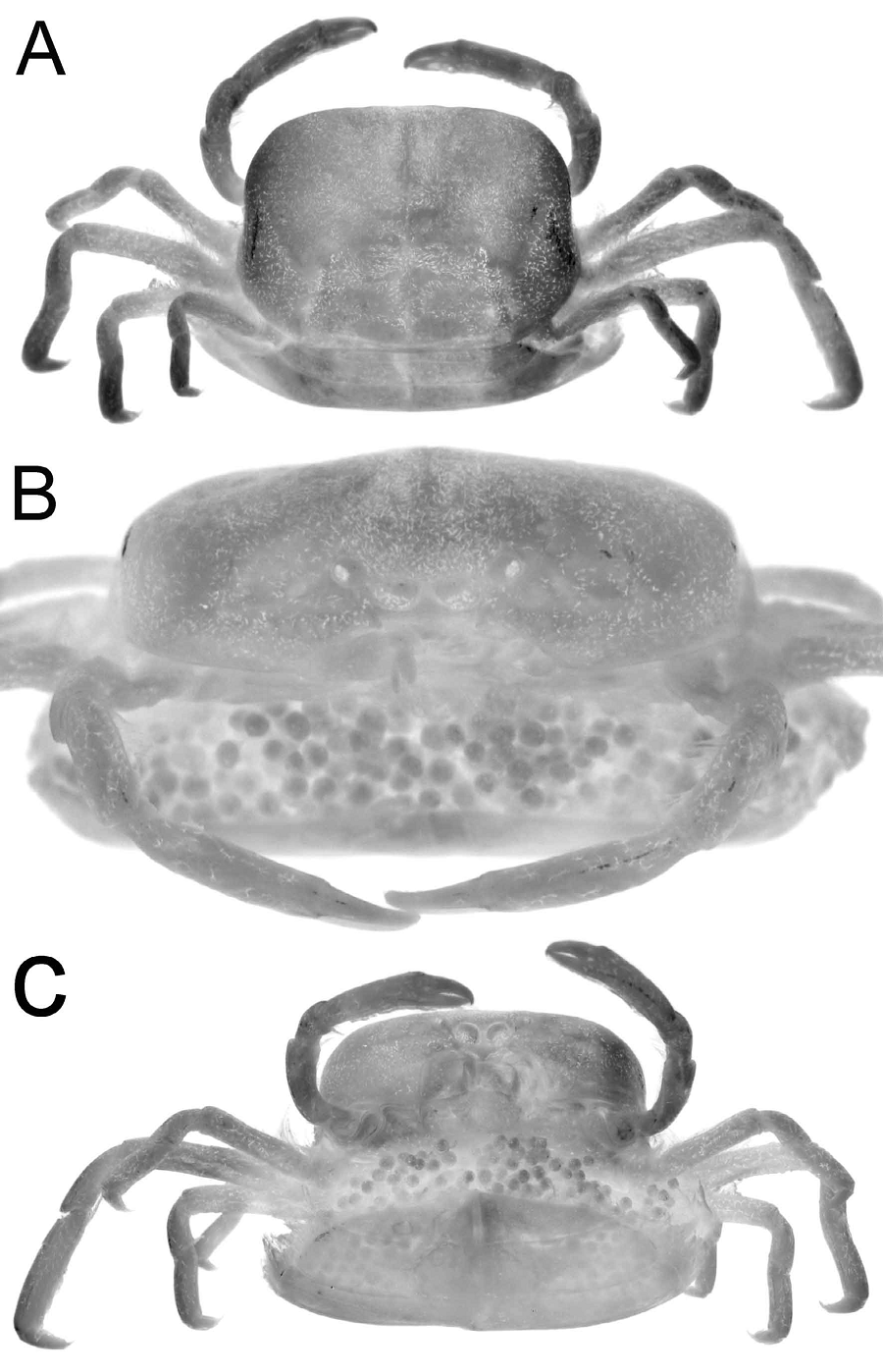 Cua đậu móng tay (Solenotheres prolixus) có kích thước khoảng 6,6mm và thường được tìm thấy sống trong thân của loài móng tay - Solen corneus ở tỉnh Sóc Trăng. Loài này được mô tả vào năm 2010.