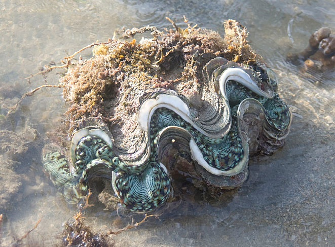 Cua đậu sò tai voi (Tridacnatheres whitei) có độ rộng mai 9,5mm và sống trong loài sò tai tượng (Tridacna squamosa). Loài này đã được công bố vào năm 1888 và được tìm thấy ở Vịnh đảo Elphinestone, Bán đảo Mergui, Miến Điện và Vịnh Nha Trang, tỉnh Khánh Hoà.