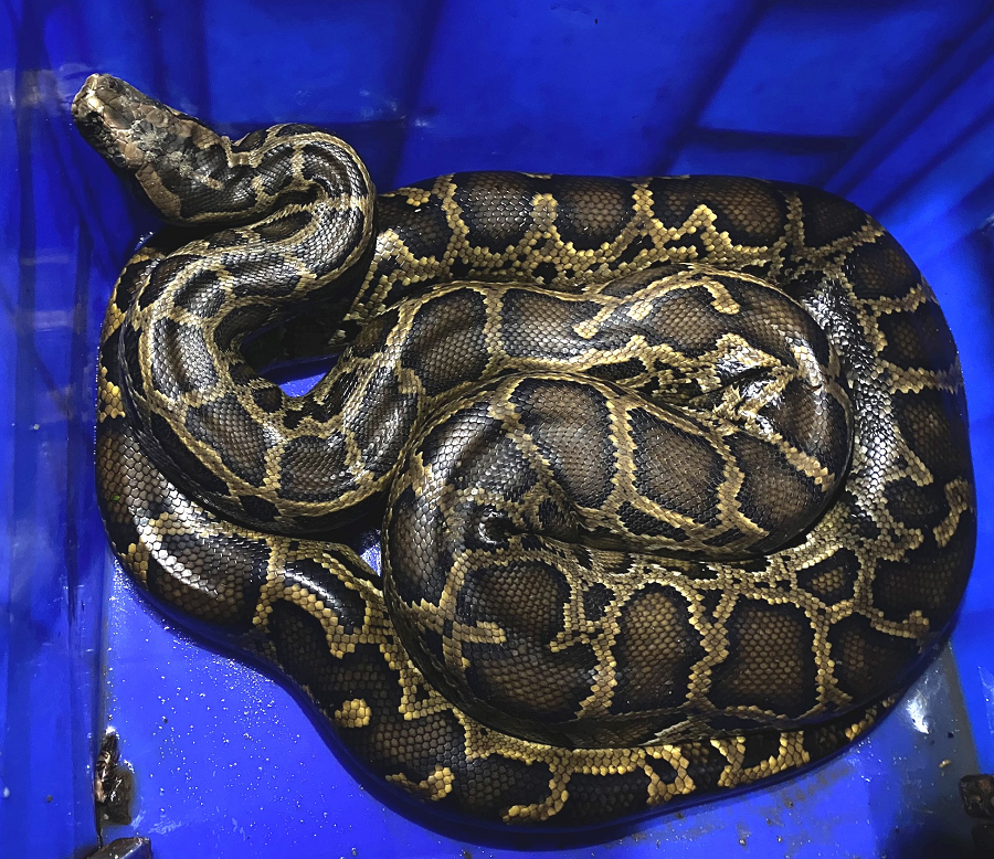 Chúng có kích thước lớn nhất trong số các loài trăn được phát hiện ở Việt Nam, với chiều dài trung bình từ 4 đến 6 mét (có trường hợp dài tới 8 mét) và trọng lượng hơn 100kg.