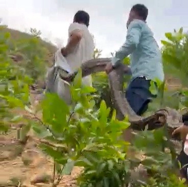 Con trăn đất khủng này thuộc nhóm IIB, có trọng lượng khoảng 24kg và dài gần 4m. Ban đầu, nó được phát hiện khi đang nuốt một con dê có trọng lượng gần 10kg.