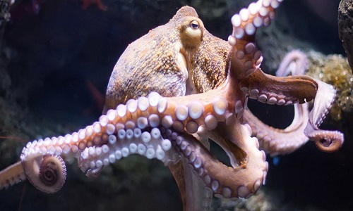 4. Bạch tuộc: Bạch tuộc cái đẻ chỉ một lần trong đời, sau đó chúng ngừng ăn và cơ thể trở nên yếu đuối.