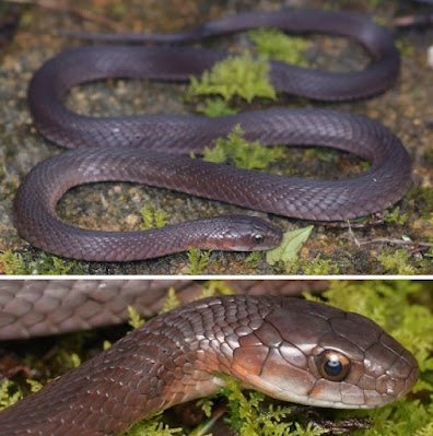 Tuy Rhabdophis hmongorum là một loài rắn mới ở Việt Nam, nhưng các nhà nghiên cứu đã phát hiện một số đặc điểm di truyền độc đáo, giúp phân biệt nó với các loài rắn khác trong họ. Ngoài ra, một mẫu vật thu thập từ Trung Quốc cũng có sự trùng khớp trong trình tự gen ti thể, cho thấy loài rắn này có phân bố cả ở Việt Nam và Trung Quốc.