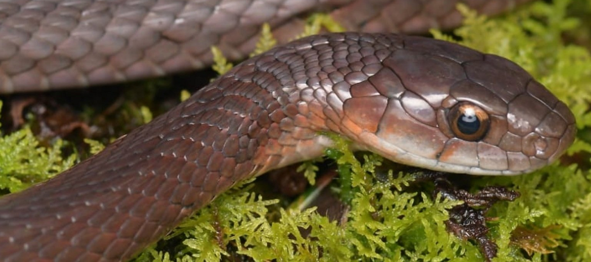 Các nghiên cứu tiếp theo sẽ tiến hành để tìm hiểu thêm về vùng phân bố, lịch sử tự nhiên và các đặc điểm sinh học của Rhabdophis hmongorum, giúp chúng ta hiểu rõ hơn về loài rắn này và bảo tồn sự đa dạng của môi trường tự nhiên đầy kỳ diệu tại dãy Hoàng Liên.