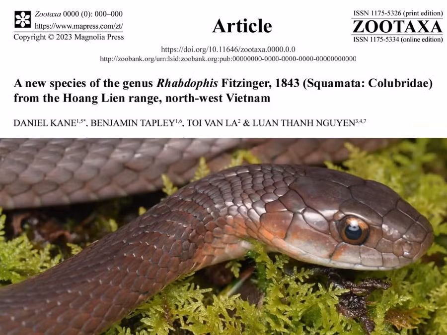 Khám phá này đánh dấu một bước tiến quan trọng trong nghiên cứu và bảo tồn động vật ở Vườn Quốc gia Hoàng Liên. Đây là lần đầu tiên trong 12 năm qua mà một loài bò sát mới được mô tả ở khu vực này. Sự đa dạng sinh học của dãy Hoàng Liên tiếp tục là một nguồn tài nguyên quý báu cho sự nghiên cứu và bảo tồn và cần được tiếp tục quan tâm và bảo vệ.