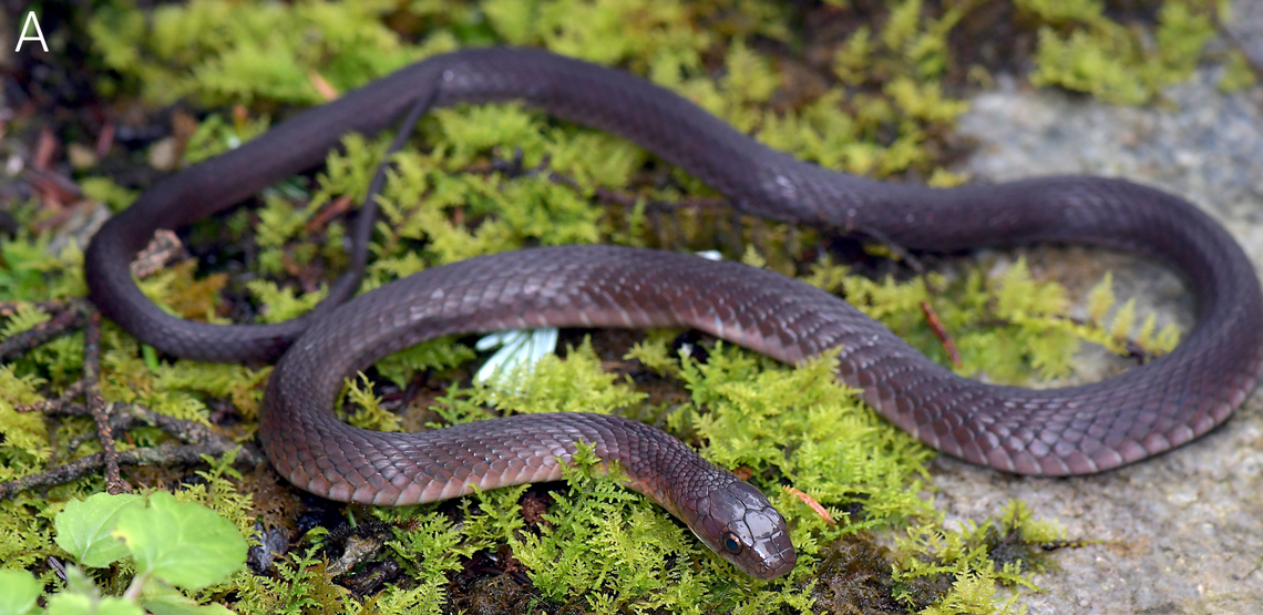 Rhabdophis hmongorum có một số đặc điểm đáng chú ý. Thân của loài rắn mới này có hình dạng hình trụ, với chiều dài khoảng 409 mm từ mõm đến huyệt và đuôi dài 106 mm. Trên thân của nó, có 17 hàng vảy quanh cổ, 17 hàng vảy ở giữa thân và 15 hàng vảy quanh thân ở gần lỗ huyệt.