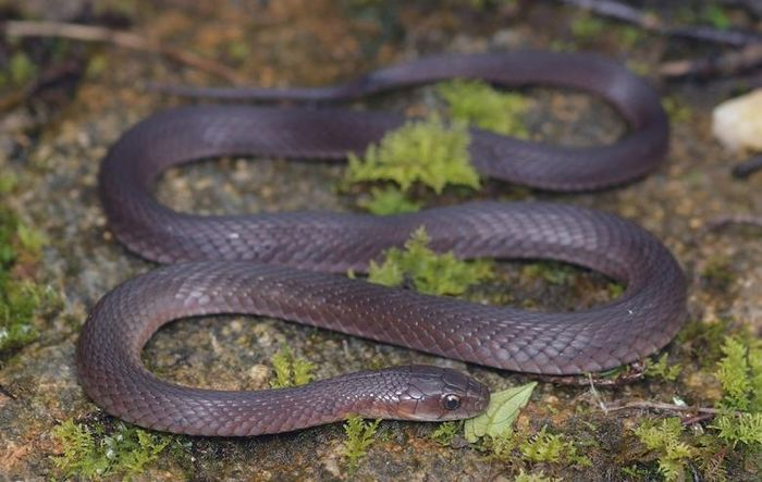 Tên loài Rhabdophis hmongorum được đặt theo tên dân tộc H'mông, những người đã đồng hành và hỗ trợ các nhà nghiên cứu trong quá trình thực hiện dự án bảo tồn động vật ở dãy Hoàng Liên Sơn, đặc biệt là trên đỉnh Fansipan, từ năm 2017 tới nay.