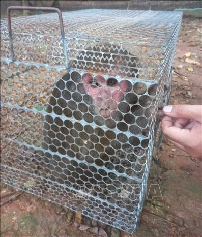 Mới đây, trong quá trình tuần tra kiểm soát an ninh trật tự, Phó trưởng Công an xã Thuận Phú (huyện Đồng Phú, tỉnh Bình Phước) phát hiện một cá thể khỉ mặt đỏ nặng khoảng 4kg đang đi lạc tại một bãi đất trống. Vì con khỉ này thể hiện sự hung dữ và có tiềm năng gây nguy hiểm cho người dân, anh đã tổ chức vây bắt và sau đó bàn giao cho Hạt Kiểm lâm huyện Đồng Phú để xử lý. (Ảnh: TTXVN)