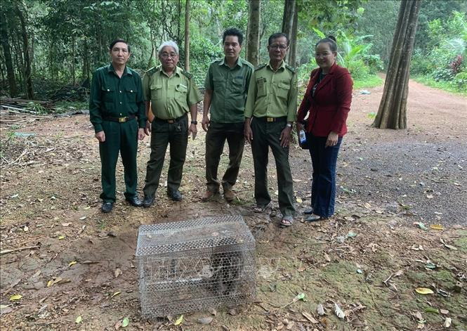 Sau khoảng một tuần chăm sóc, khi thấy con khỉ có sức khỏe ổn định và đủ điều kiện để trở về môi trường sống tự nhiên, Hạt Kiểm lâm huyện Đồng Phú đã quyết định thả nó về rừng tự nhiên tại vùng khoảnh 3, Tiểu khu 379, mà hạt này quản lý. Khu vực này nằm ở ấp Đồng Tân, xã Tân Hòa, huyện Đồng Phú. (Ảnh: TTXVN)