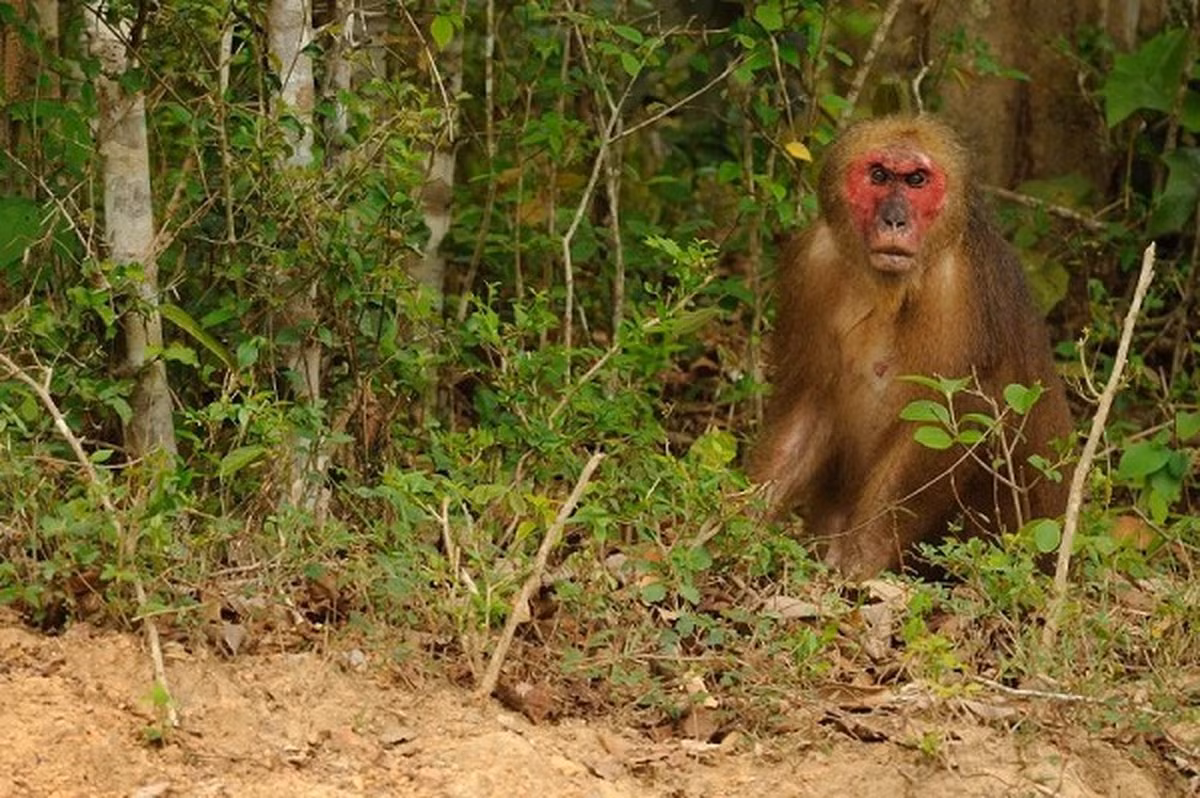 Thức ăn của khỉ mặt đỏ chủ yếu là quả, hạt, lá non, nõn và các loại côn trùng, chim và trứng. Chúng hoạt động vào ban ngày, thường xuyên leo trèo và lang thang trong rừng, dọc theo các bờ sông, con suối.