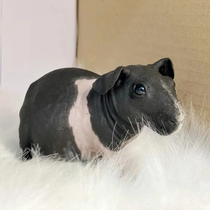 "Hà mã mini" là loài nhạy cảm với ánh nắng mặt trời, vì vậy người chủ cần trang bị kem chống nắng để bảo vệ da của chúng.