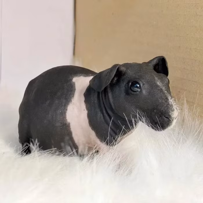 "Hà mã mini" là loài nhạy cảm với ánh nắng mặt trời, vì vậy người chủ cần trang bị kem chống nắng để bảo vệ da của chúng.