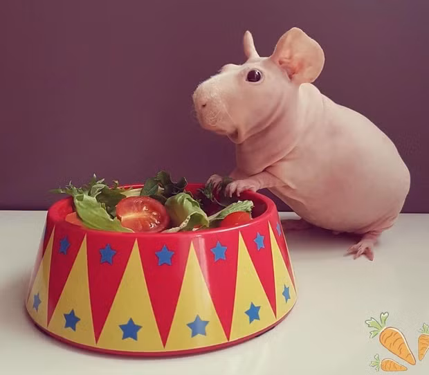 Mặc dù không có lông, chúng rất thích hợp với điều kiện khí hậu ở Việt Nam và được nhiều người trẻ nuôi làm thú cưng.