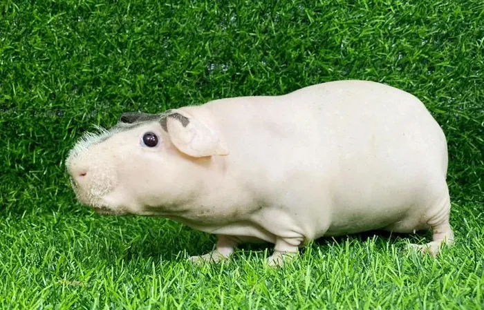 Tuy nhiên, nên nhớ rằng chúng chỉ là những chú chuột lang nhỏ và không phải là hà mã.