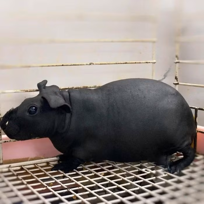 "Hà mã mini" ăn cỏ khô, viên nén dinh dưỡng và đồ tươi như cỏ lông tây, ớt chuông, ngò gai, rau om.