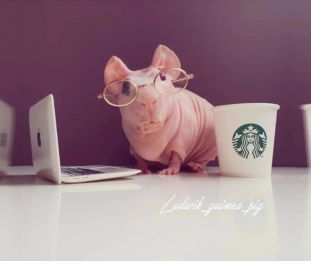 Dù không phải là hà mã thực sự, "hà mã mini" có ngoại hình giống hà mã thu nhỏ và là lựa chọn thú vị cho những người yêu động vật và muốn có một thú cưng độc đáo.