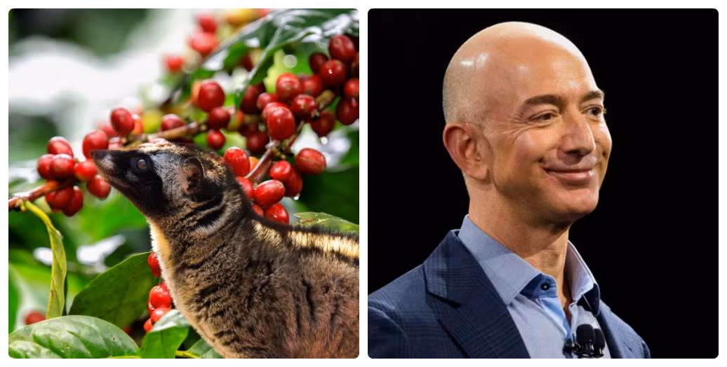 Nhà sáng lập Amazon.com, Jedd Bezos rất thích loại cà phê đắt nhất thế giới: cà phê chồn. Ảnh: Blogspot.