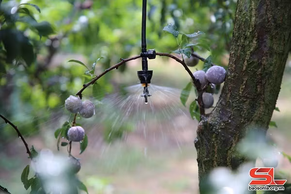 'Thay troi lam mua', nguoi dan vung cao thu ca chuc ty dong