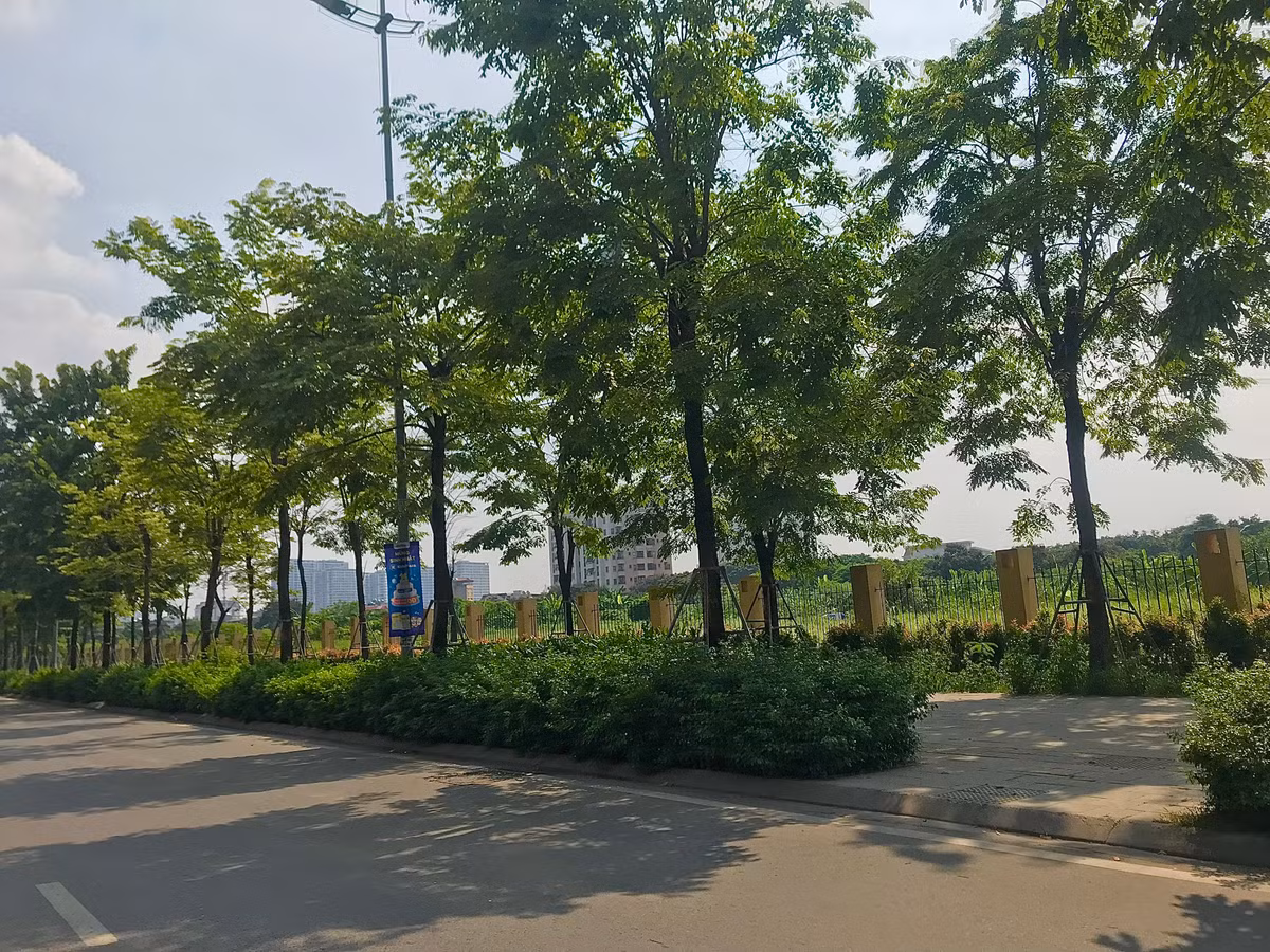 Bên dưới các gốc cây tán rộng là các thảm hoa thấp tầng, có tác dụng giảm bớt khói bụi và tiếng ồn từ xe cộ ở làn đường bên cạnh.