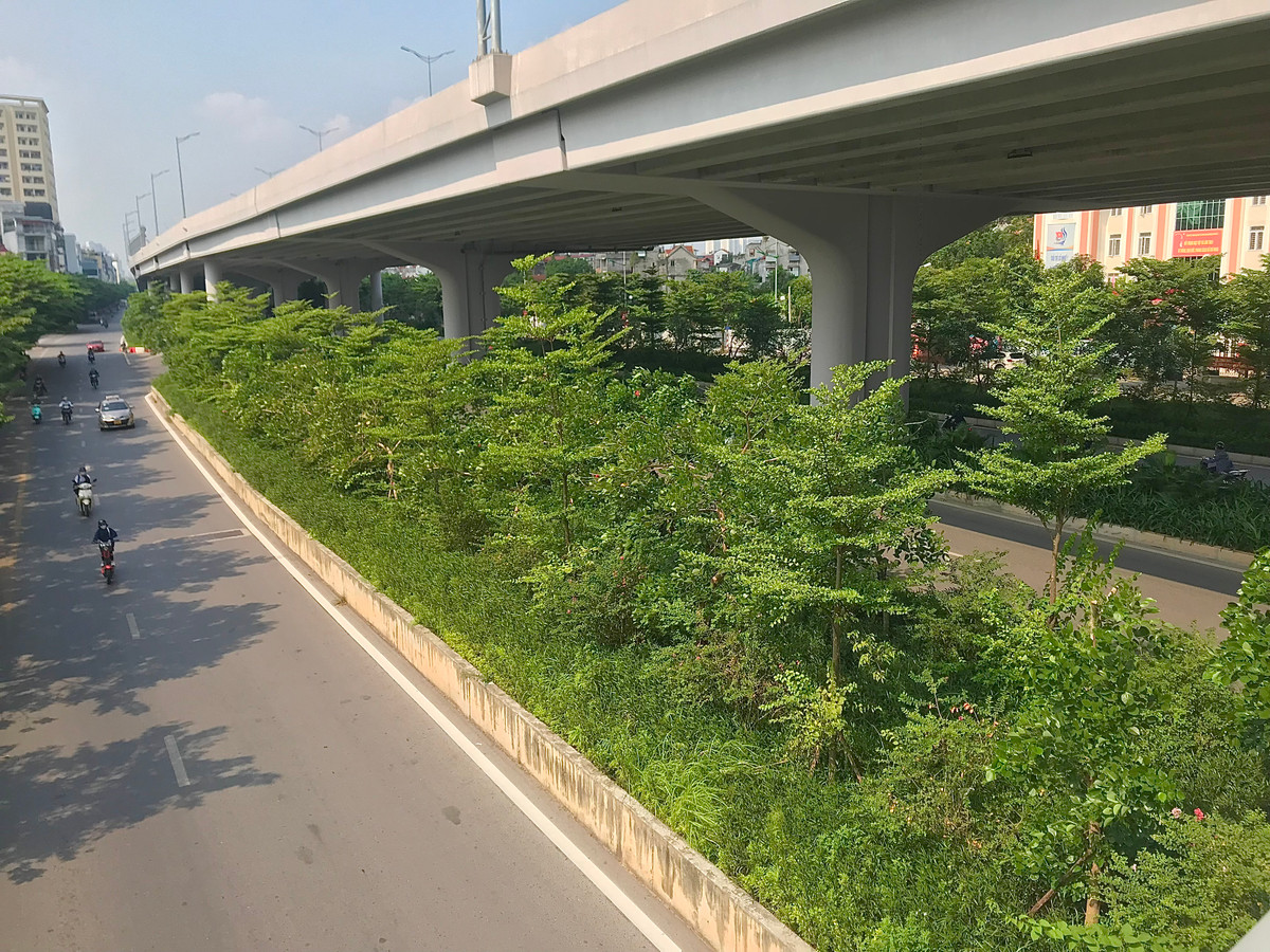 Những năm gần đây, thành phố Hà Nội đã tiến hành trồng rất nhiều cây xanh, phủ bóng mát cho đường phố Thủ đô.
