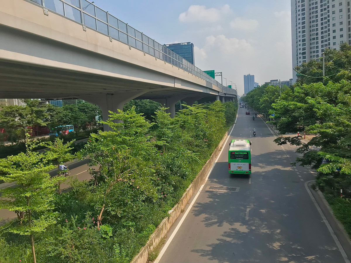 Sau hơn 5 năm, hàng cây mới được trồng thay thế đang phát triển tươi tốt.