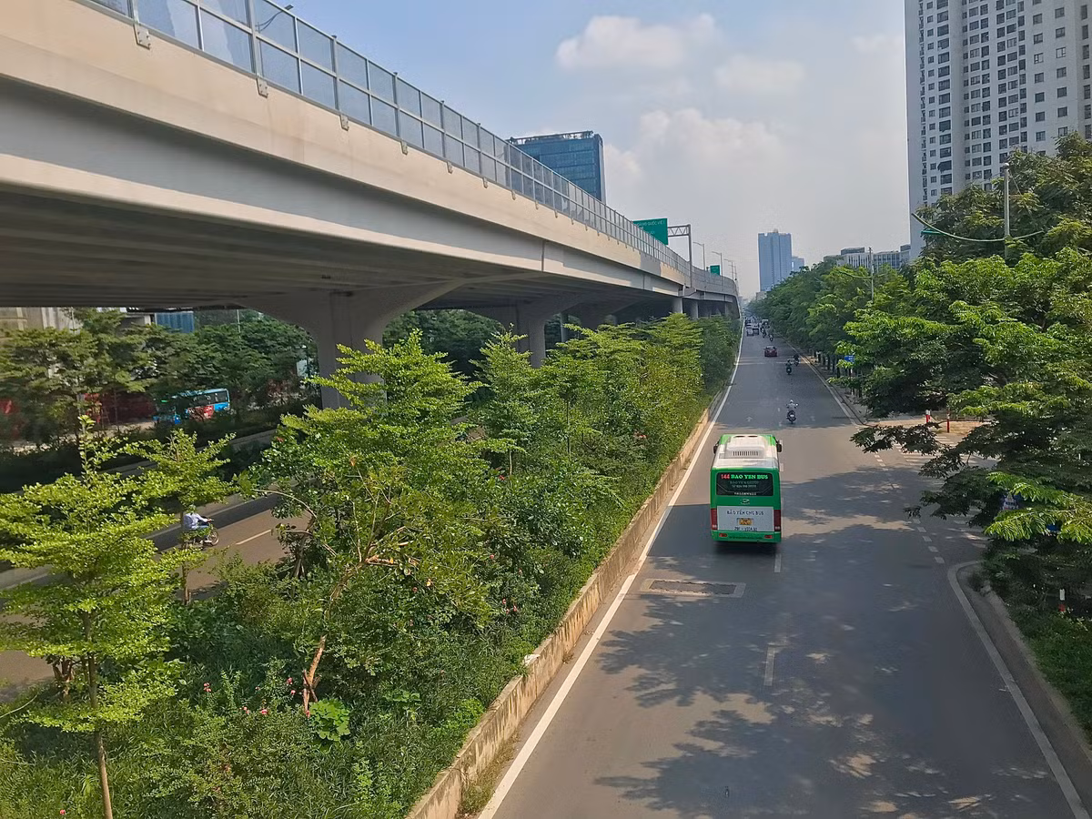 Sau hơn 5 năm, hàng cây mới được trồng thay thế đang phát triển tươi tốt.