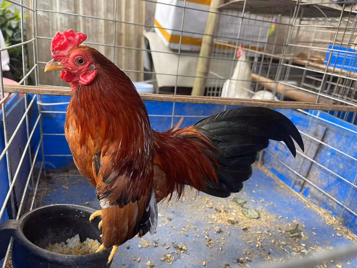 Nhung chu ga quy hiem, doc nhat the gioi cua Viet Nam