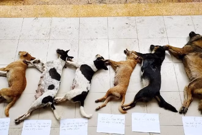  Trộm chó dùng súng điện chống trả lại công an: Ngày 23/8, Công an huyện Châu Thành (Tiền Giang) đang tạm giữ Hồ Xuân Huy (44 tuổi, quê Đồng Tháp) và Lâm Văn Thái Hiền (43 tuổi, quê Vĩnh Long). Trước đó, đêm 21/8, công an đi tuần tra trên đường tỉnh 876, phát hiện Huy và Hiền lái xe máy chở theo bao màu đen có biểu hiện nghi vấn nên yêu cầu dừng xe kiểm tra, hai người này không chấp hành mà tăng tốc bỏ chạy. Bị truy đuổi, cả hai dùng súng điện chống trả công an. Bỏ chạy được khoảng 5 km, cả hai bị công an khống chế bắt giữ. Kiểm tra bao màu đen, công an phát hiện xác 6 con chó, 2 bình xịt hơi cay, bột ớt, súng bắn điện tự chế.