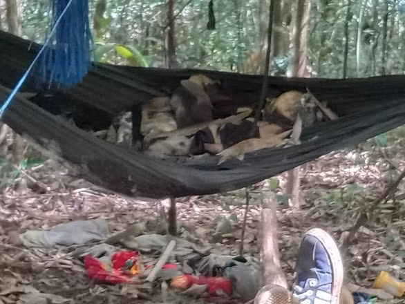 Tin nong 24/8: Hai nu chu shop online bi cuong hiep, cuop tai san-Hinh-2