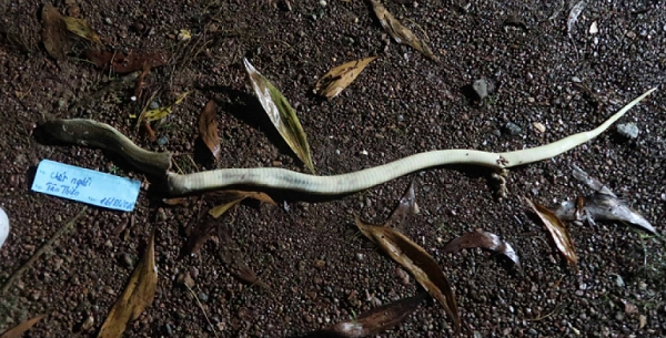  Dùng mẹo dân gian chữa rắn độc cắn, người đàn ông tử vong: Nạn nhân là ông Dương Hoàng Đức (64 tuổi), ngụ khu phố Phước Tân, phường Tân Thiện, thành phố Đồng Xoài, tỉnh Bình Phước. Trước đó, ngày 13/8, ông Đức thấy 1 con rắn nặng gần 1kg bò trước cổng nhà nên dùng tay không để bắt, không may bị rắn cắn vào tay phải. Nghĩ là rắn không độc nên ông không đi chữa trị. Đến chiều 14/8, ông Bùi Văn Trường (38 tuổi, hàng xóm) chở ông Đức qua nhà một người dân ở phường Tân Xuân, thành phố Đồng Xoài để chữa trị bằng mẹo dân gian. Đến tối 15/8, do vết thương quá nặng, ông Đức đã tử vong. 