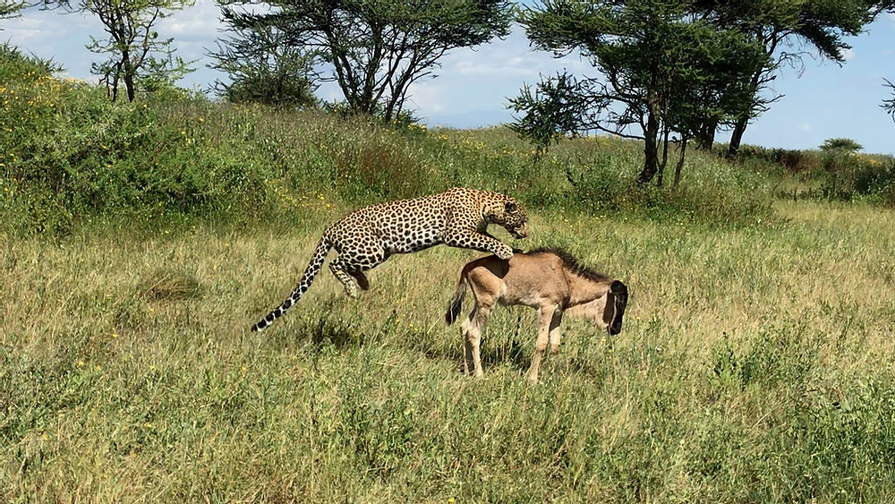 Bao hoa mai di san, mot minh ha guc linh duong-Hinh-3