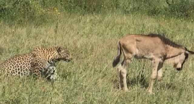 Bao hoa mai di san, mot minh ha guc linh duong