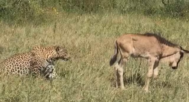 Bao hoa mai di san, mot minh ha guc linh duong