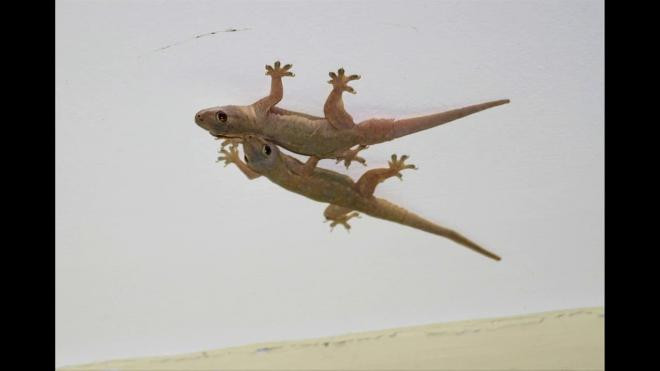 4 cach duoi thach sung khoi nha khong can dung hoa chat gay hai-Hinh-3