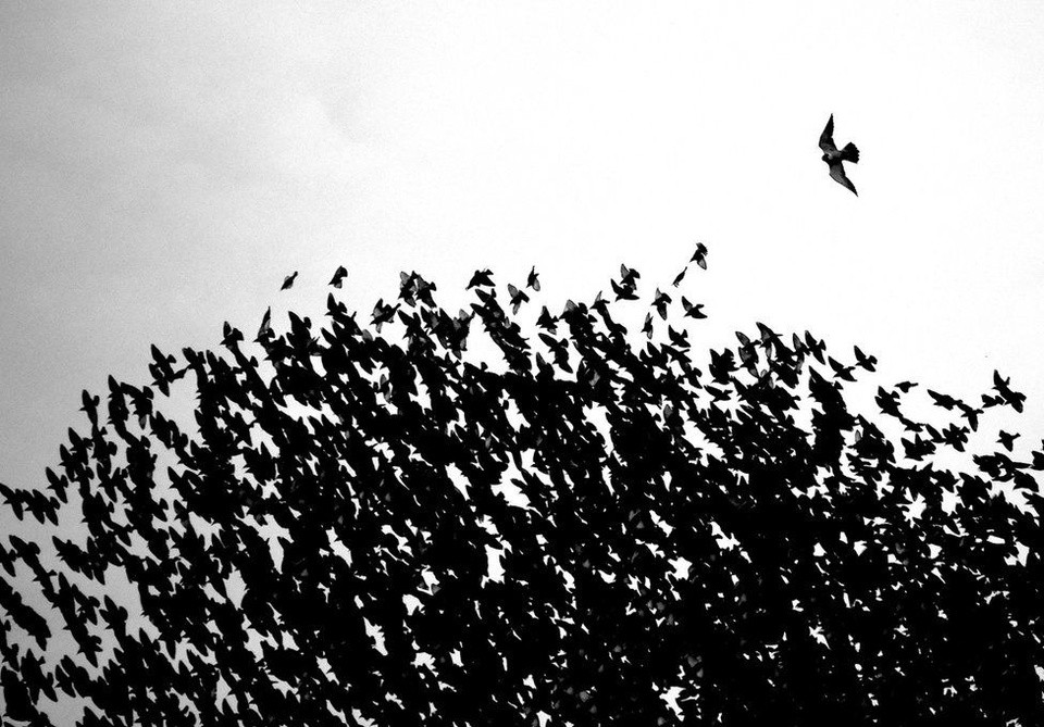 Quán quân giải thưởng hạng mục "Dưới 16" tuổi thuộc về Thomas Easterbrook với tấm hình "Tha hồ lựa chọn". Bức ảnh này được chụp trong khi Thomas đang ngắm đàn sáo đá di cư. Một con chim cắt Peregrine từ đâu xuất hiện tấn công bầy sáo đá đang tạo thành đội hình đẹp mắt. Thomas rất vui khi bắt được khoảnh khắc này