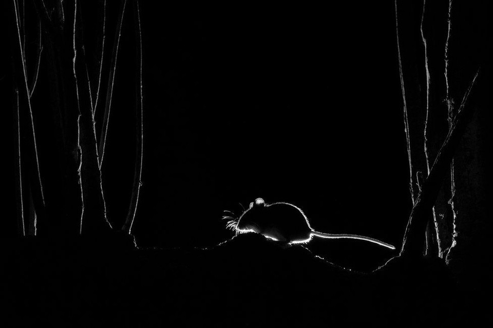 Giải thưởng hạng mục "Camera giấu kín" thuộc về John Formstone với hình ảnh "Chuột gỗ bóng". Đèn flash máy ảnh được đặt ở phía sau chú chuột để tạo ra hình bóng này.