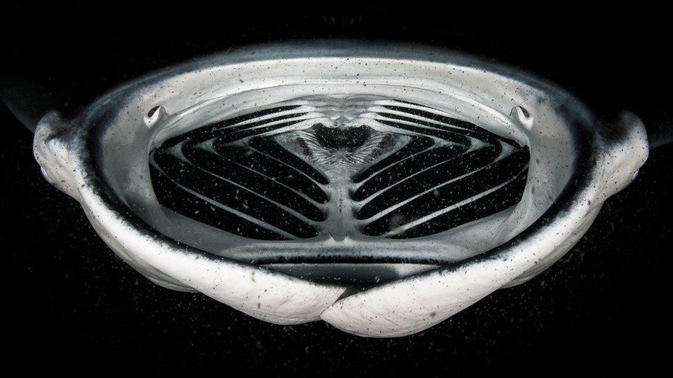 Giải thưởng hạng mục "Dưới nước" thuộc về Grant Thomas với bức ảnh mang tên "Tàu vũ trụ Manta". Maldives là một trong những nơi duy nhất trên thế giới mà người ta có thể lặn cùng những loài động vật hiếm thấy vào ban đêm. Đối với hình ảnh này, Grant nằm thẳng trên cát. Anh quan sát một con bọ ngựa đi vòng vòng khi đang kiếm ăn trên một đám mây sinh vật phù du.