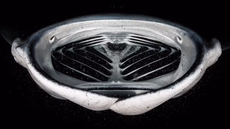 Giải thưởng hạng mục "Dưới nước" thuộc về Grant Thomas với bức ảnh mang tên "Tàu vũ trụ Manta". Maldives là một trong những nơi duy nhất trên thế giới mà người ta có thể lặn cùng những loài động vật hiếm thấy vào ban đêm. Đối với hình ảnh này, Grant nằm thẳng trên cát. Anh quan sát một con bọ ngựa đi vòng vòng khi đang kiếm ăn trên một đám mây sinh vật phù du.