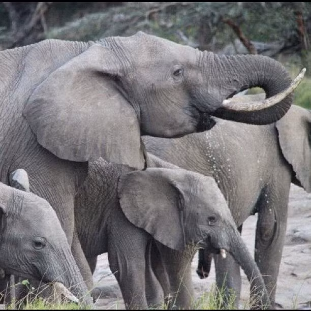 Những loài động vật khác cũng thường xuyên xuất hiện trong ảnh du lịch của cô gái 20 tuổi, như chuyến khám phá tới châu Phi này.