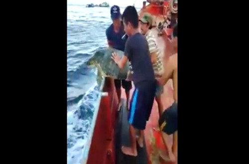 Hình ảnh các ngư dân thả rùa biển nặng hàng trăm kg về lại đại dương.