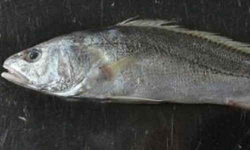 Ly giai khoa hoc chuyen ca bien xuat hien o Dong Thap Muoi