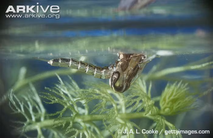 Loài muỗi hung dữ hoang dại này có kích thước lớn gấp 20 lần loài bình thường nên mức nguy hiểm càng lớn hơn.