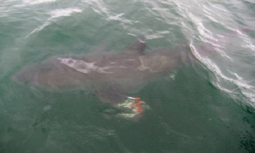 Be 6 tuoi cau duoc ca map trang dai hon 3m