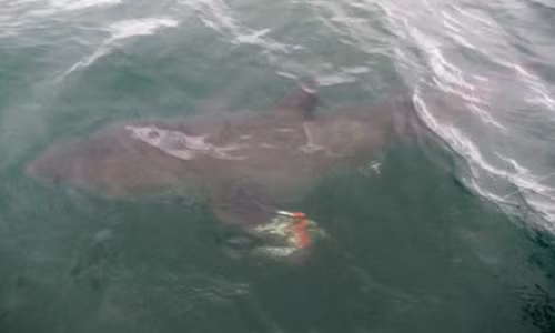 Bé 6 tuổi câu được cá mập trắng dài hơn 3m Be 6 tuoi cau duoc ca map trang dai hon 3m