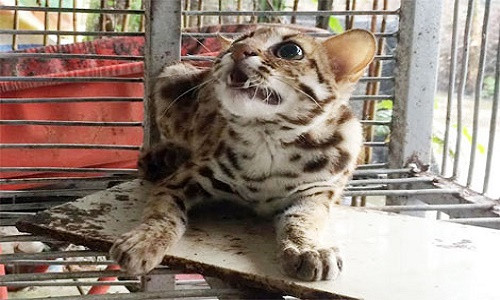 Bat duoc meo rung chau Phi o Hau Giang