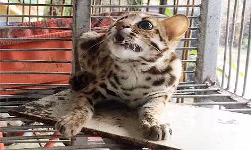 Bat duoc meo rung chau Phi o Hau Giang