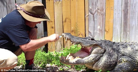 Con cá sấu hung dữ lúc này ngoan ngoãn há miệng để Michael vệ sinh răng miệng cho nó.