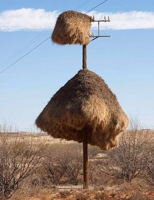 Hình ảnh khổng lồ của tổ chim thợ dệt khiến nhiều người bất ngờ.