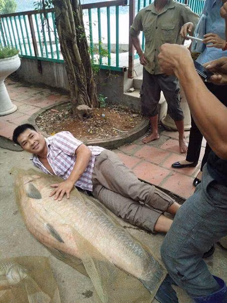Vật vã bắt cá trắm khổng lồ nặng 52kg tại hồ Núi Cốc - Hình 2 Vat va bat ca tram khong lo nang 52kg tai ho Nui Coc-Hinh-2
