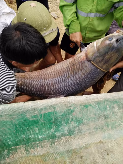 Vật vã bắt cá trắm khổng lồ nặng 52kg tại hồ Núi Cốc Vat va bat ca tram khong lo nang 52kg tai ho Nui Coc